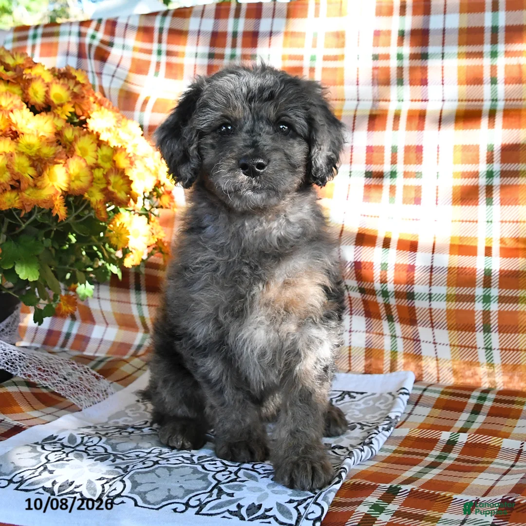 Mini Goldendoodle dogs for sale: Alia - Ad 3