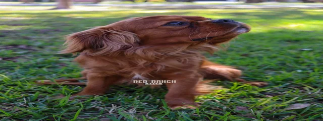Red Ranch Dogs Bodhe