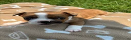 Frenchton dogs for sale: Reese - Ad 4