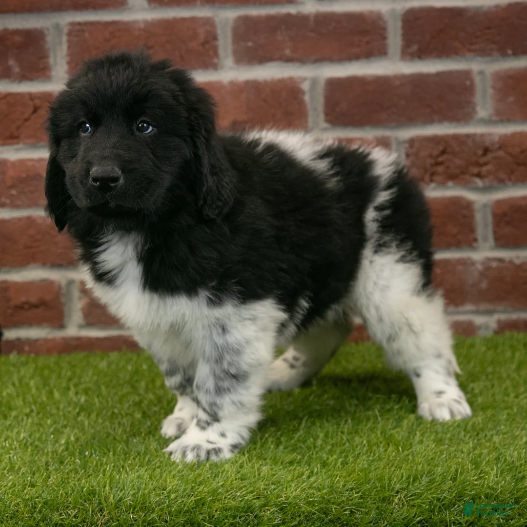 Newfoundland dogs for sale: Max - Ad 2