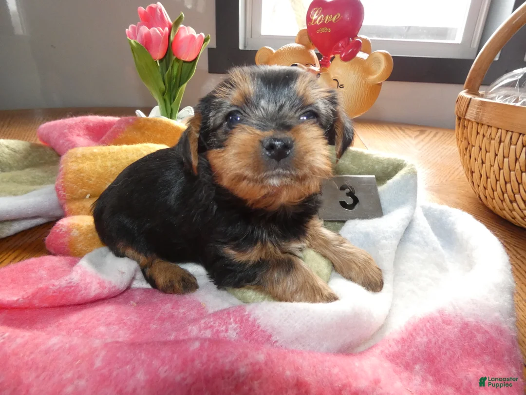 Yorkshire Terrier dogs for sale: Yorkshire Terrier Puppy 3  - Ad 2