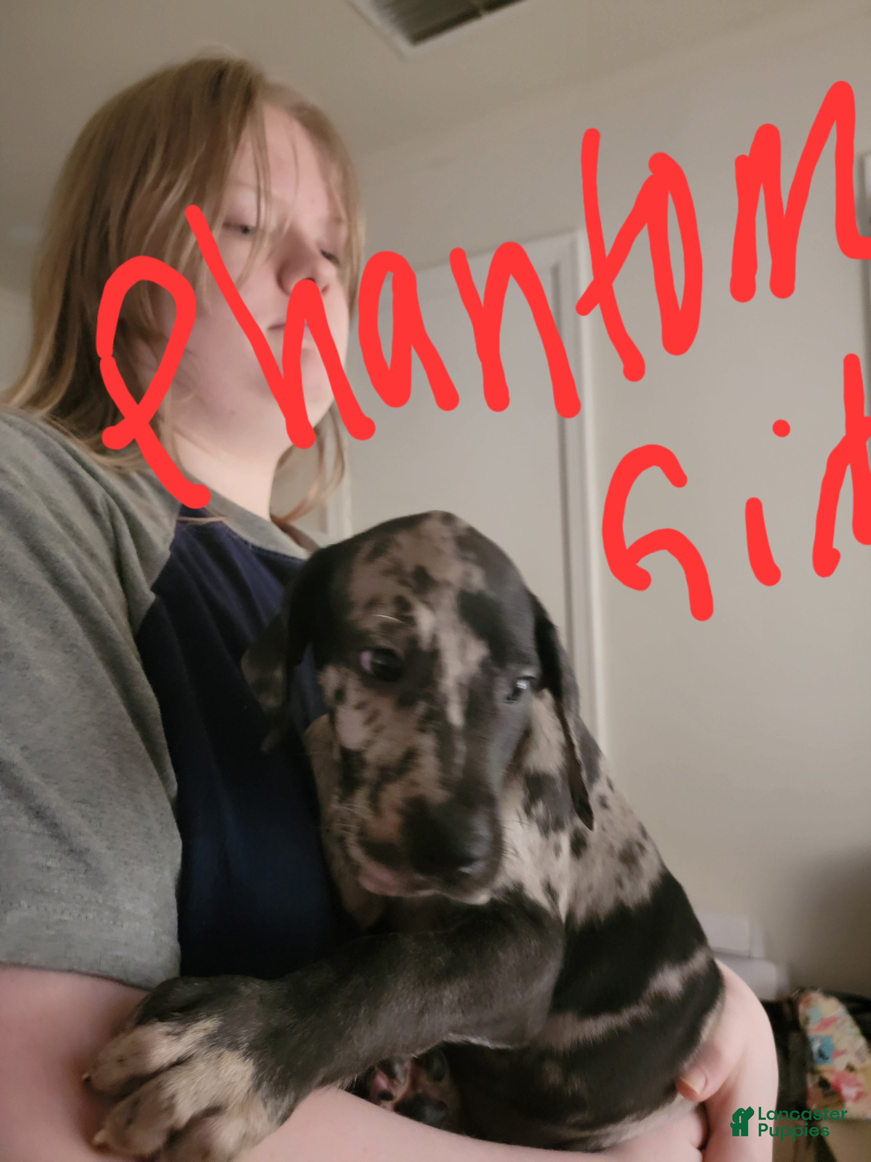 Great Dane dogs Great Dane 11 - Ad 9