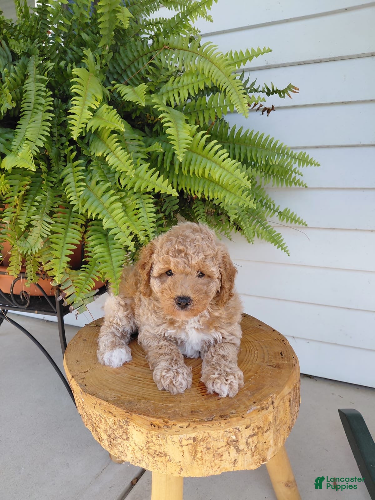 Bichpoo dogs Derek - Ad 1