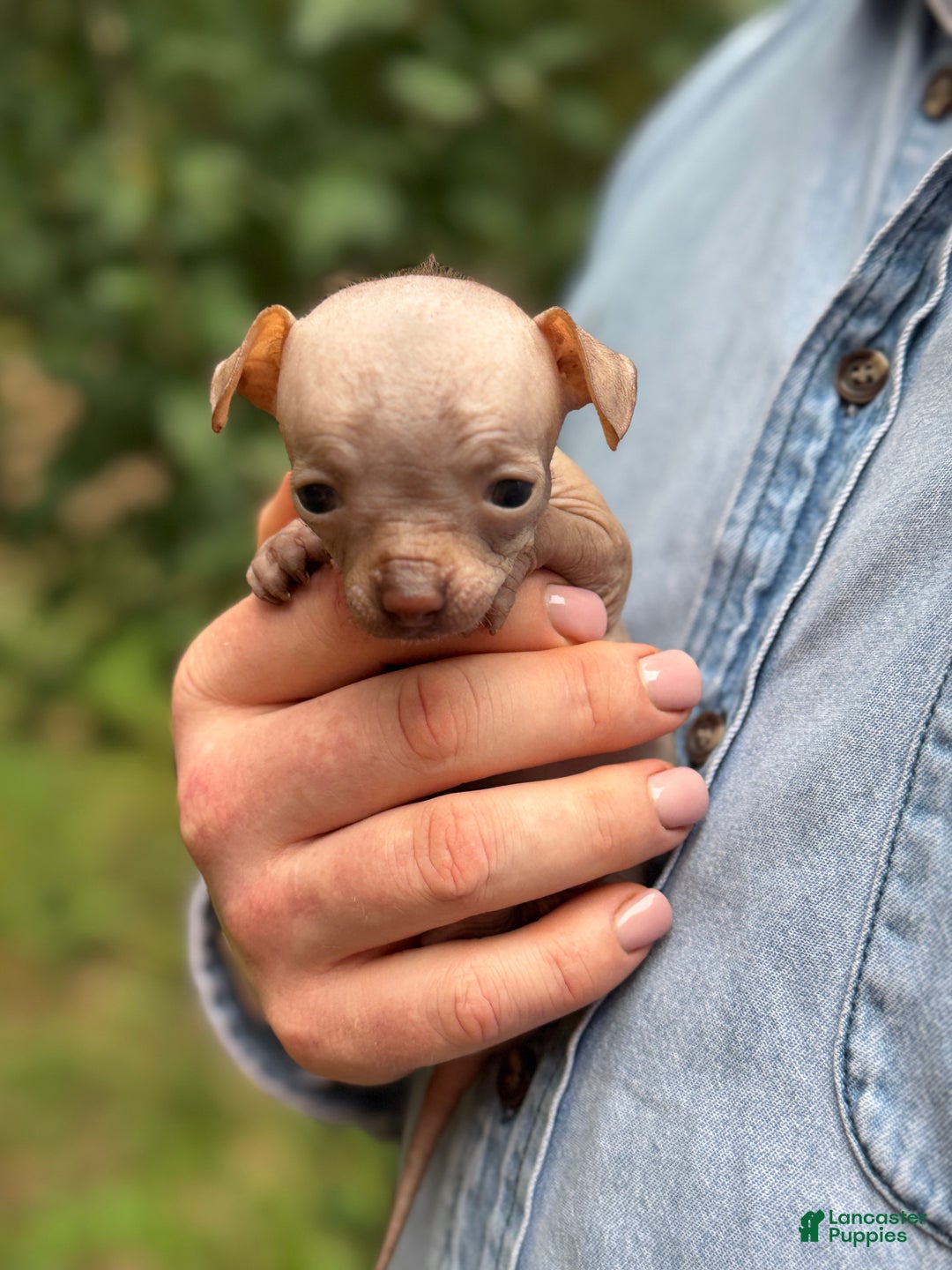 Mixed Breed dogs for sale: Cleopatra  - Ad 44