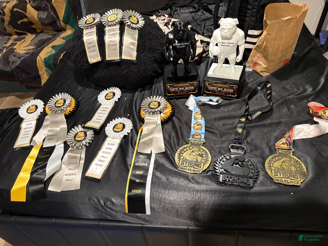 English Bulldog dogs for stud: Fat boy - Ad 2