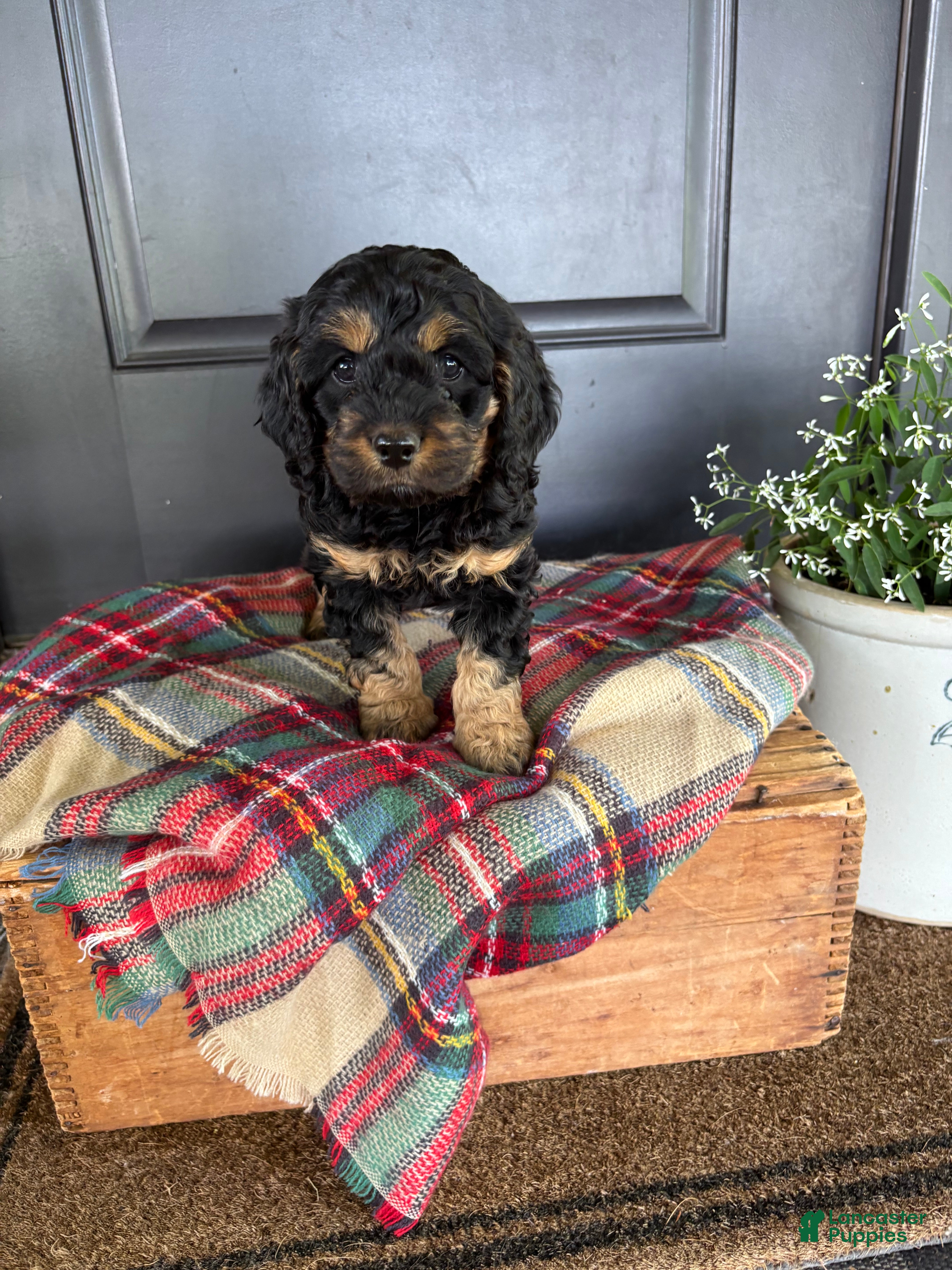 Cockapoo dogs for sale: Crickett  - Ad 7