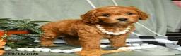 Cockapoo dogs for sale: Scarlett - Ad 3