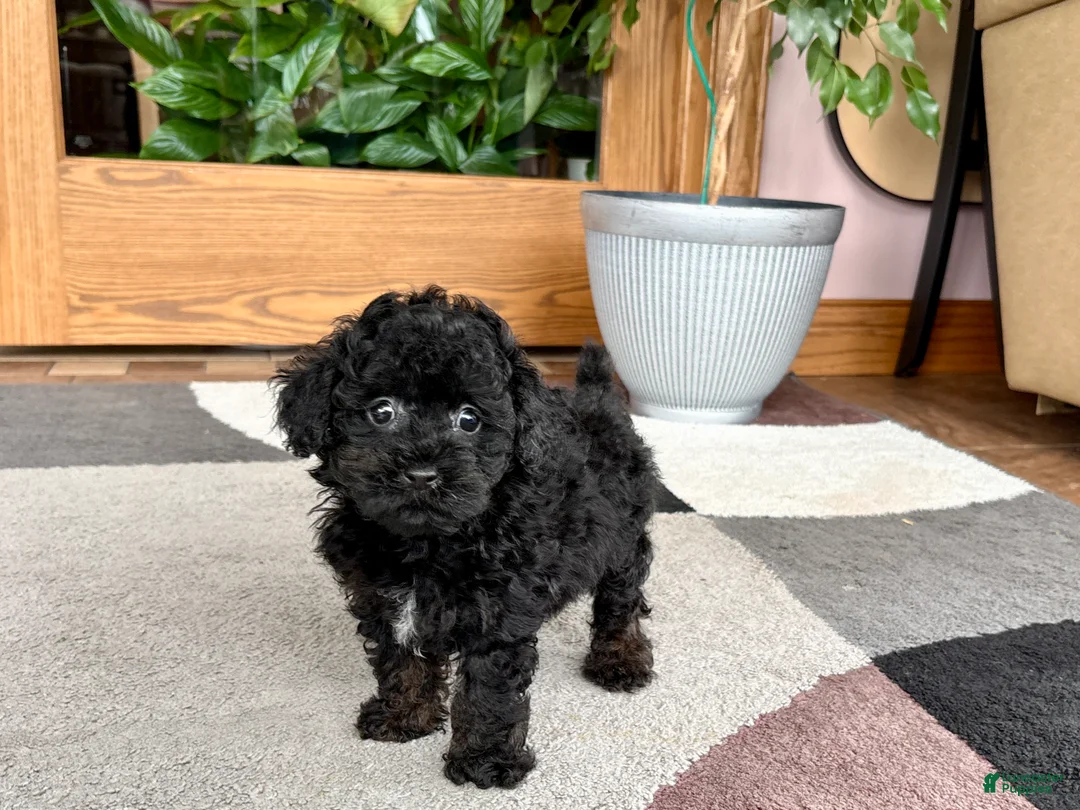 Mixed Breed dogs for sale: Maltipoo/Havanese boy 2  - Ad 1