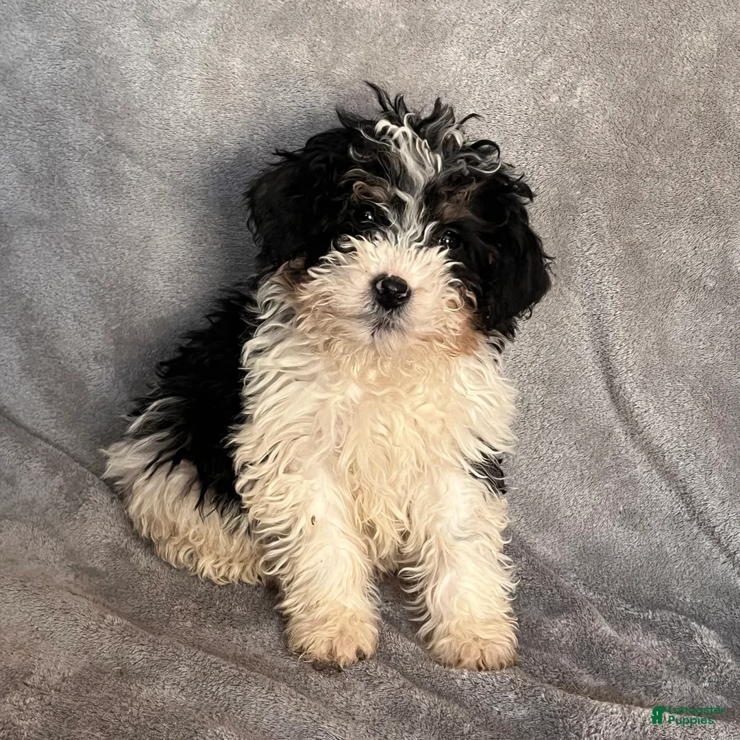 Bernedoodle dogs for sale: Jax updated pics - Ad 2