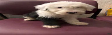 Old English Sheepdog 5