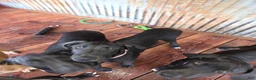 Great Dane dogs for sale: Great Dane 4 Pink collar - Ad 3