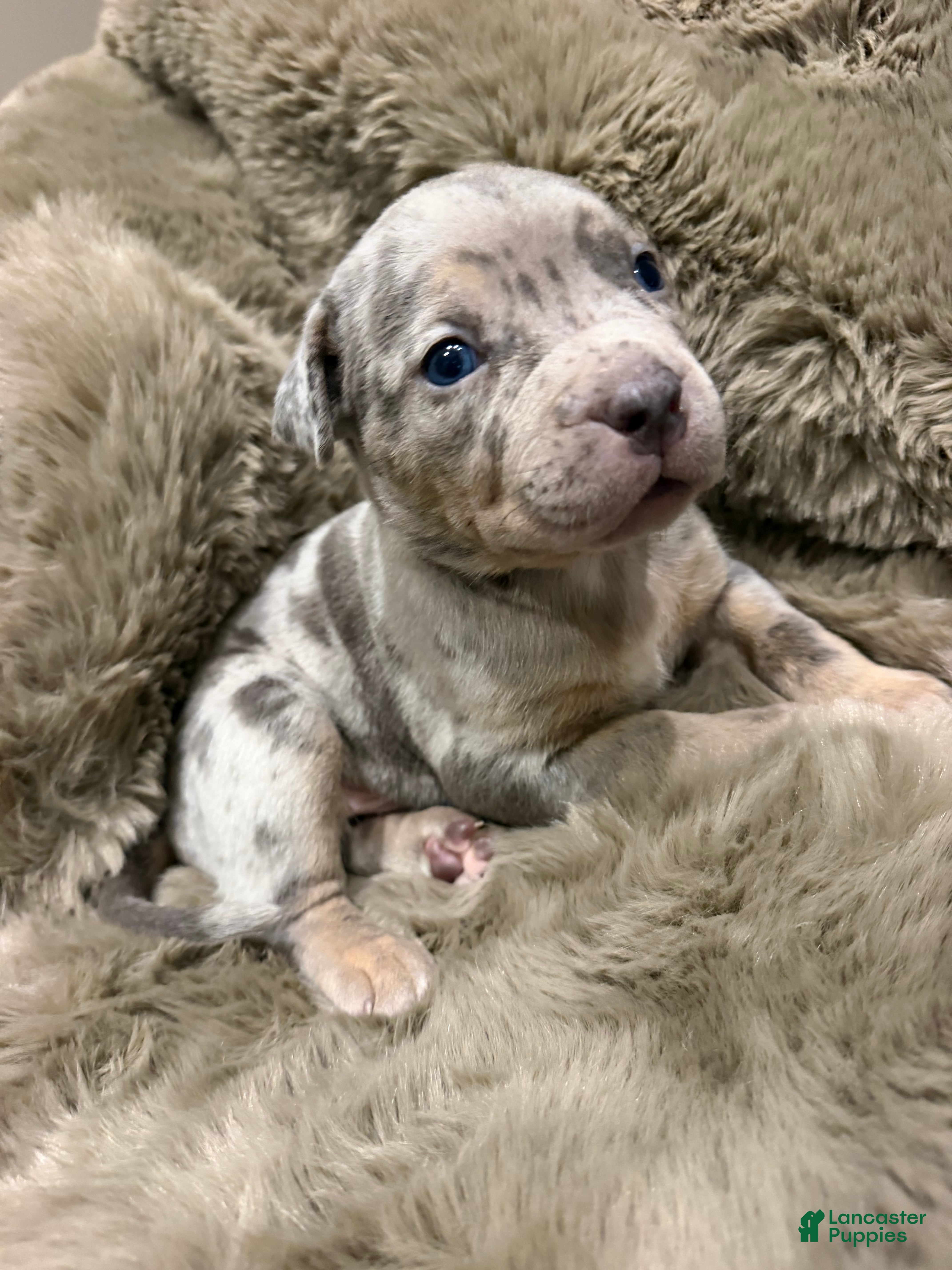 American Bully dogs Junior - Ad 2
