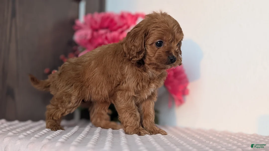 Cavapoo dogs for sale: Talia - Ad 8