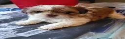 Shih Tzu dogs for sale: Shih Tzu 1 summer gold - Ad 1