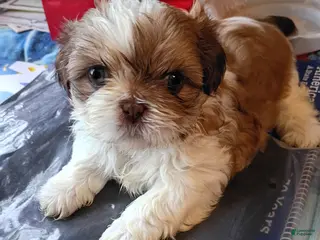 Shih Tzu dogs Shih Tzu 1 summer gold - Ad 8