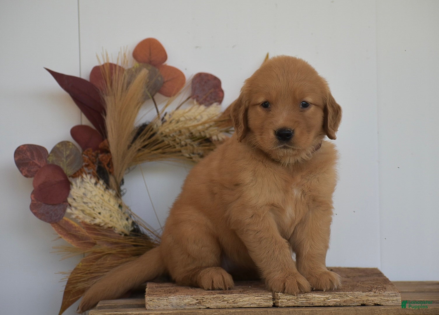 Golden Retriever dogs Kaya - Ad 1