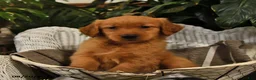 Golden Retriever dogs for sale: Brailey - Ad 4