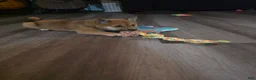 Shiba Inu dogs for sale: Shiba Inu 2 - Ad 3