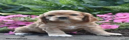 Cocker Spaniel dogs for sale: Annie - Ad 1