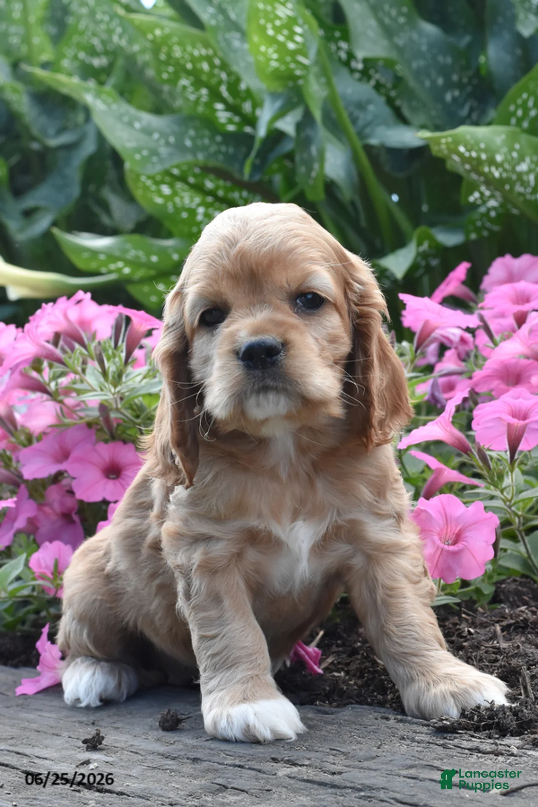 Cocker Spaniel dogs for sale: Annie - Ad 1