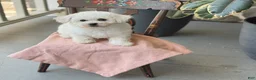 Bichon Frise dogs for sale: Jemima - Ad 6