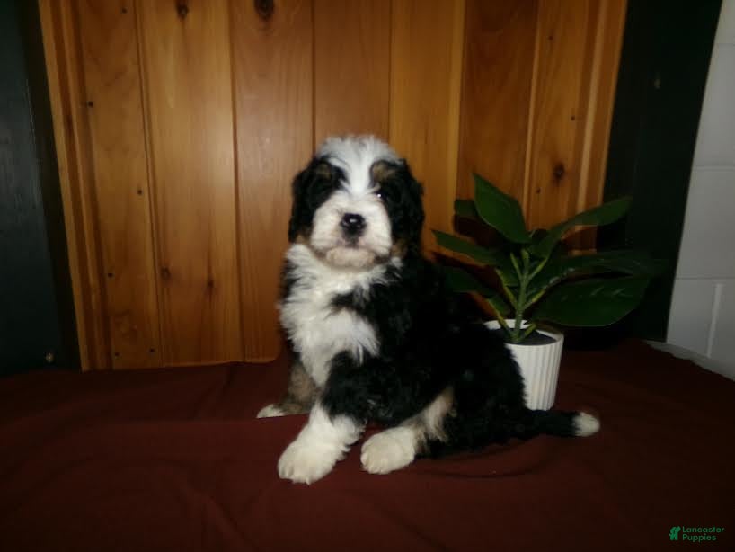 Mini Bernedoodle dogs Anson - Ad 1