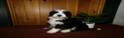 Mini Bernedoodle dogs for sale: Anson - Ad 1