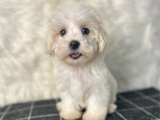 Maltipoo dogs - Ad 5
