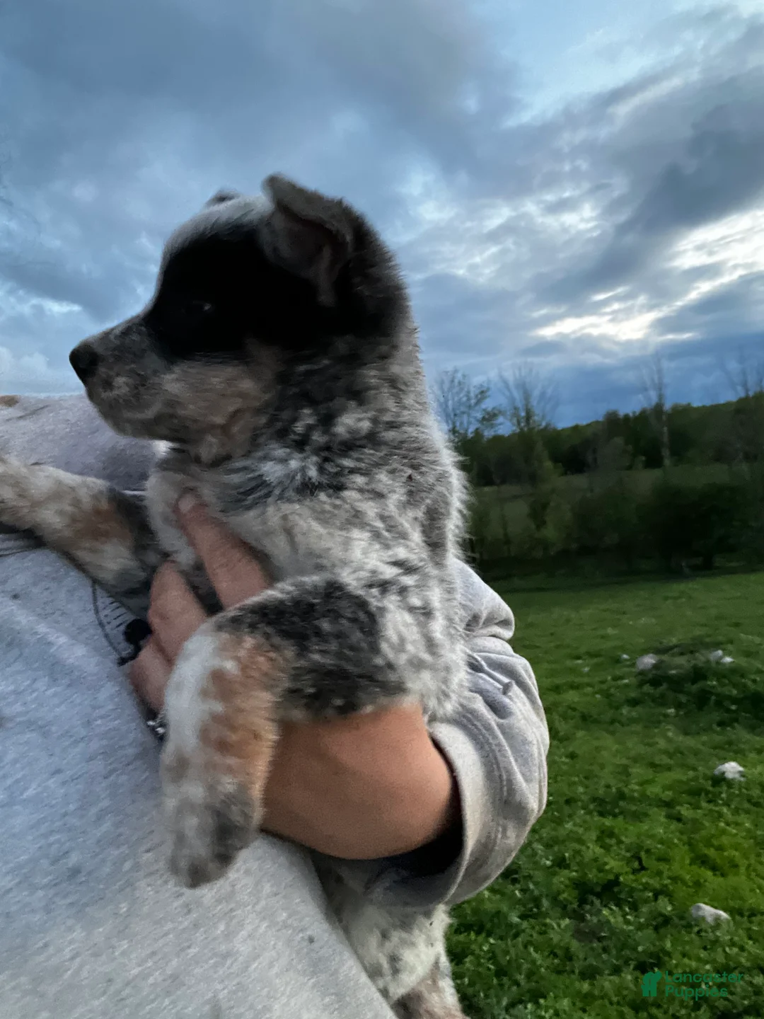 Australian Cattle Dog dogs for sale: Beth - Ad 2