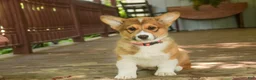 Welsh Corgi Pembroke dogs for sale: Gene - Ad 3