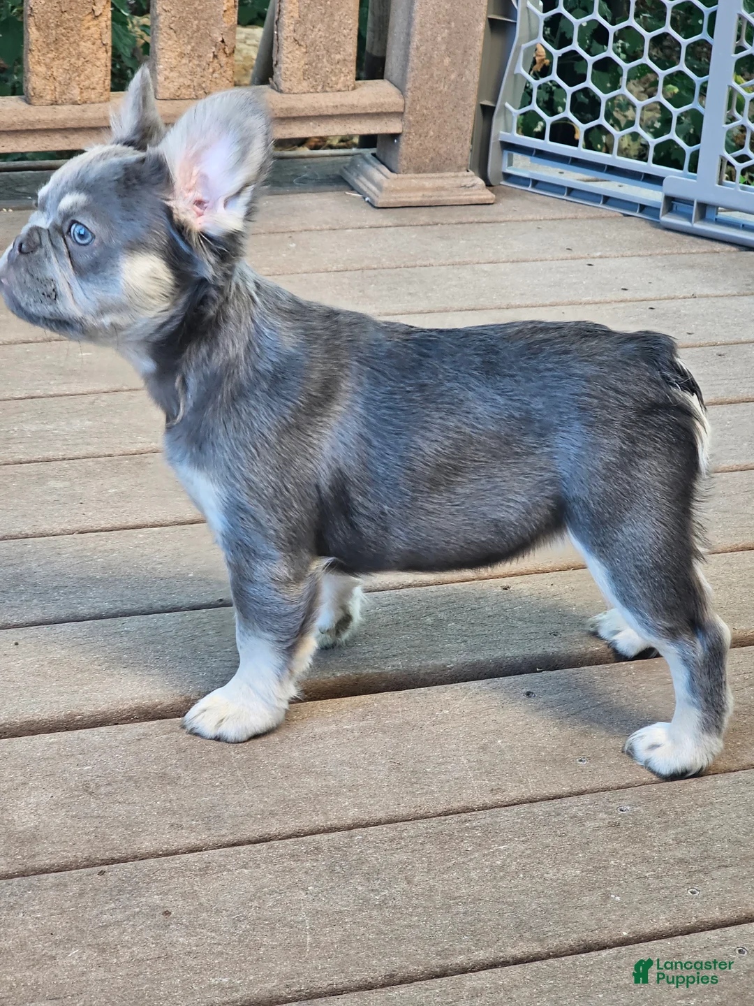 French Bulldog dogs for sale: French Bulldog 1 - Ad 2