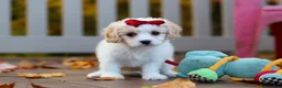 Cavachon dogs for sale: Lily - Ad 1
