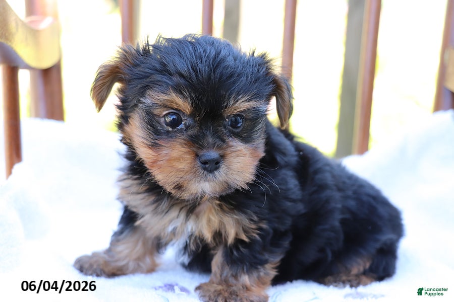 Yorkshire Terrier dogs Timmy - Ad 2