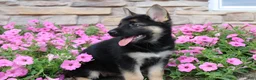 German Shepherd dogs for sale: Haven - Ad 8