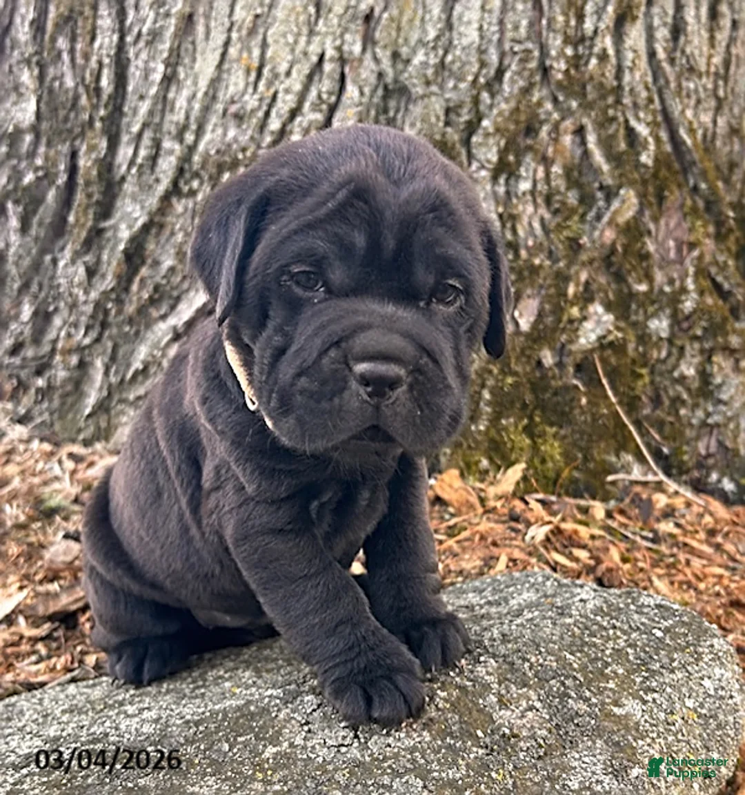 Mini Hippo dogs for sale: Indie - Ad 3