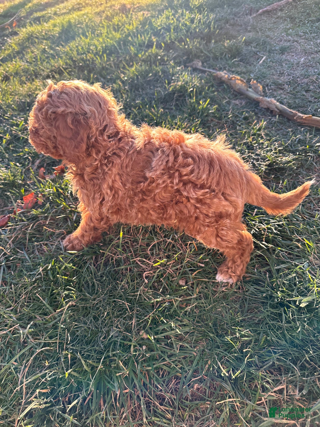 Toy Poodle dogs for sale: Coco- AKC POTTY TRAINED - Ad 15