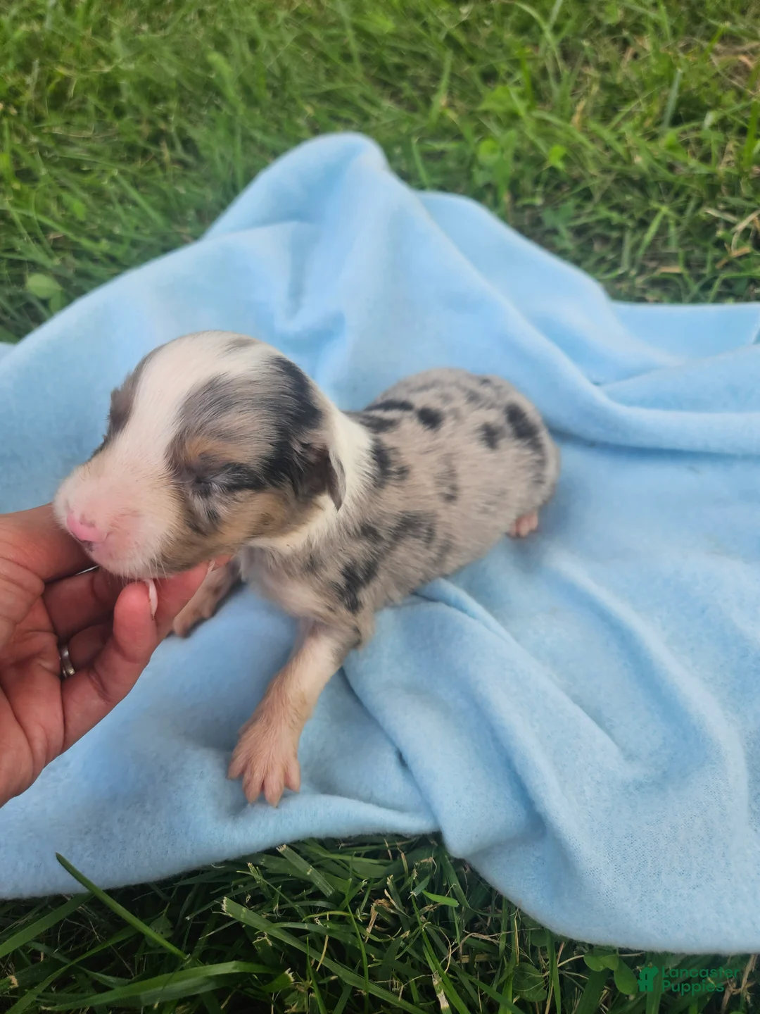 Australian Shepherd dogs for sale: Levi - Ad 2