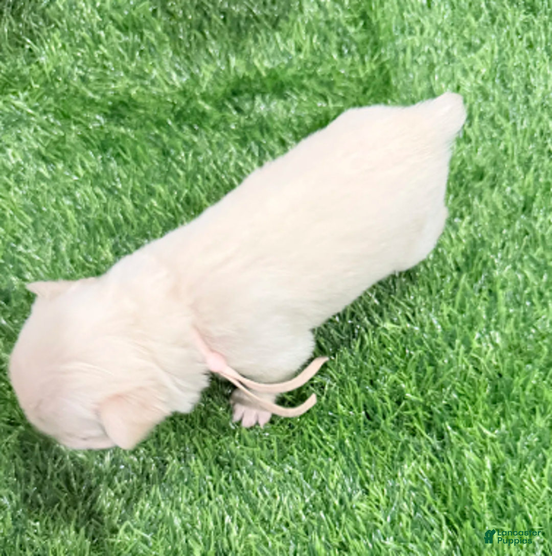 French Bulldog dogs for sale: Feliz - Ad 20