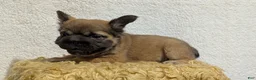 French Bulldog dogs for sale: Olive - Ad 14