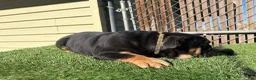 English Bulldog dogs for sale: KINGSTON – Black Tan Tri LOVERBOY in LA, CA. USA Delivery Available! - Ad 12