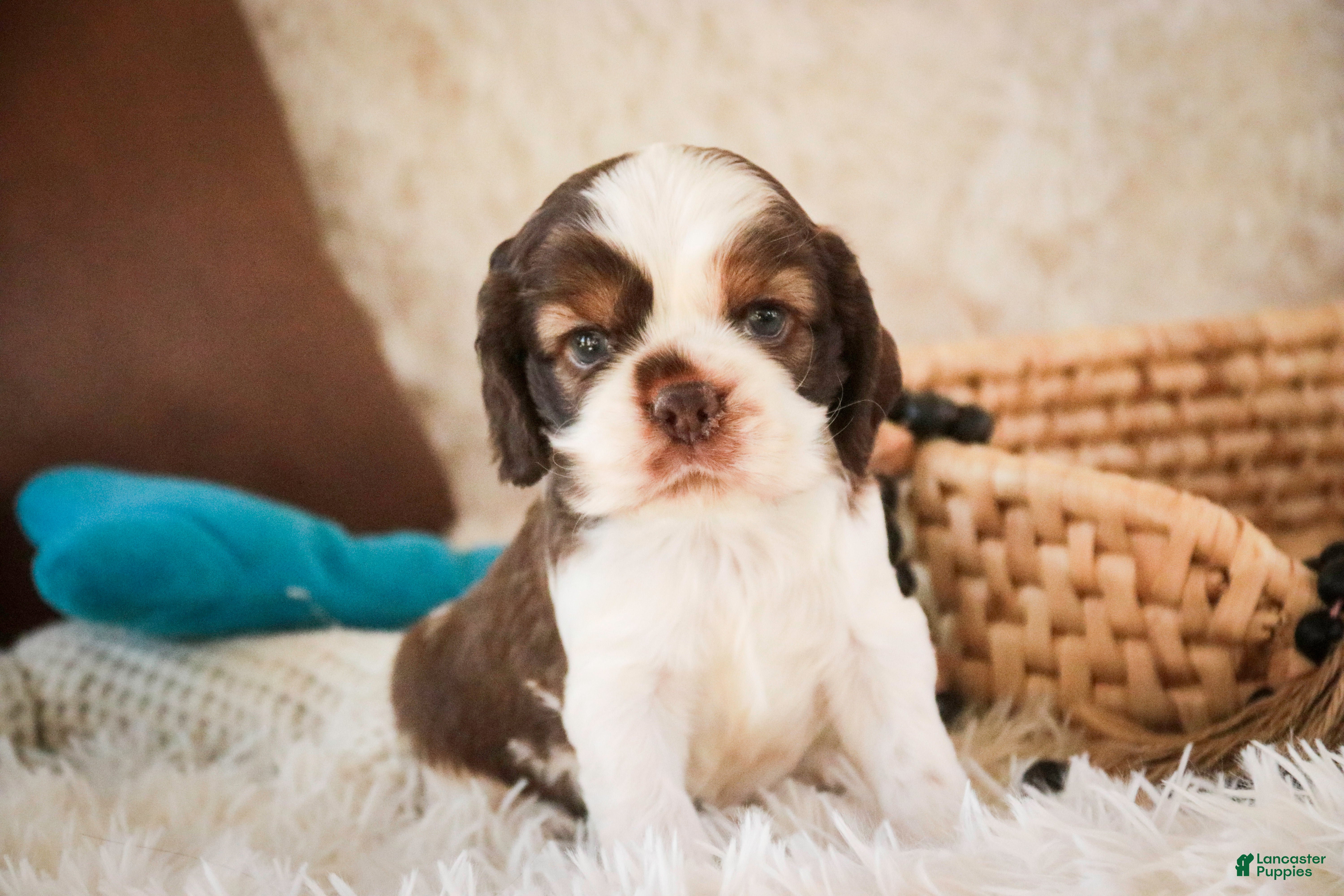 Cocker Spaniel dogs Drake - Ad 2