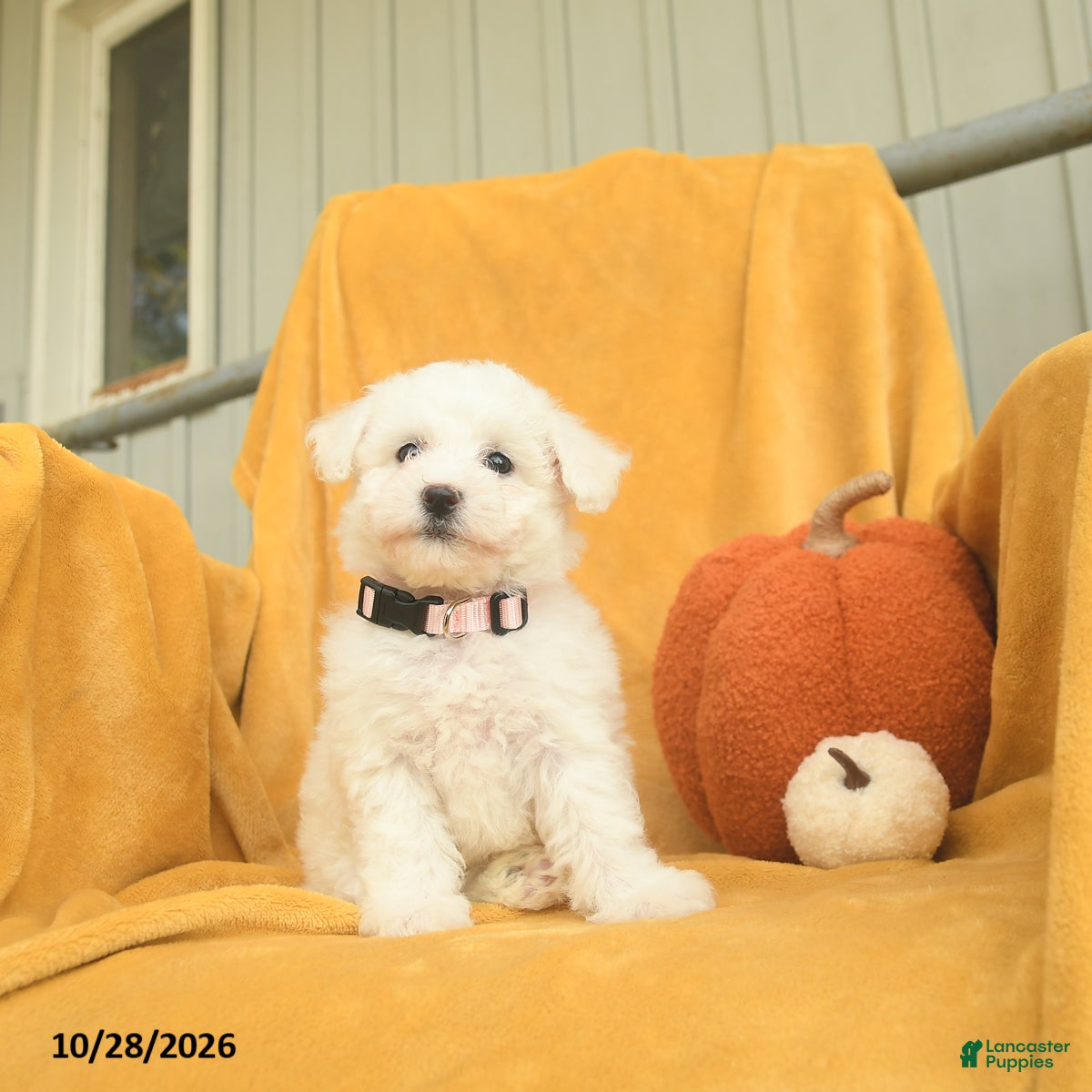Bichon Frise dogs for sale: Hattie  - Ad 1