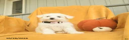 Bichon Frise dogs for sale: Hattie  - Ad 1
