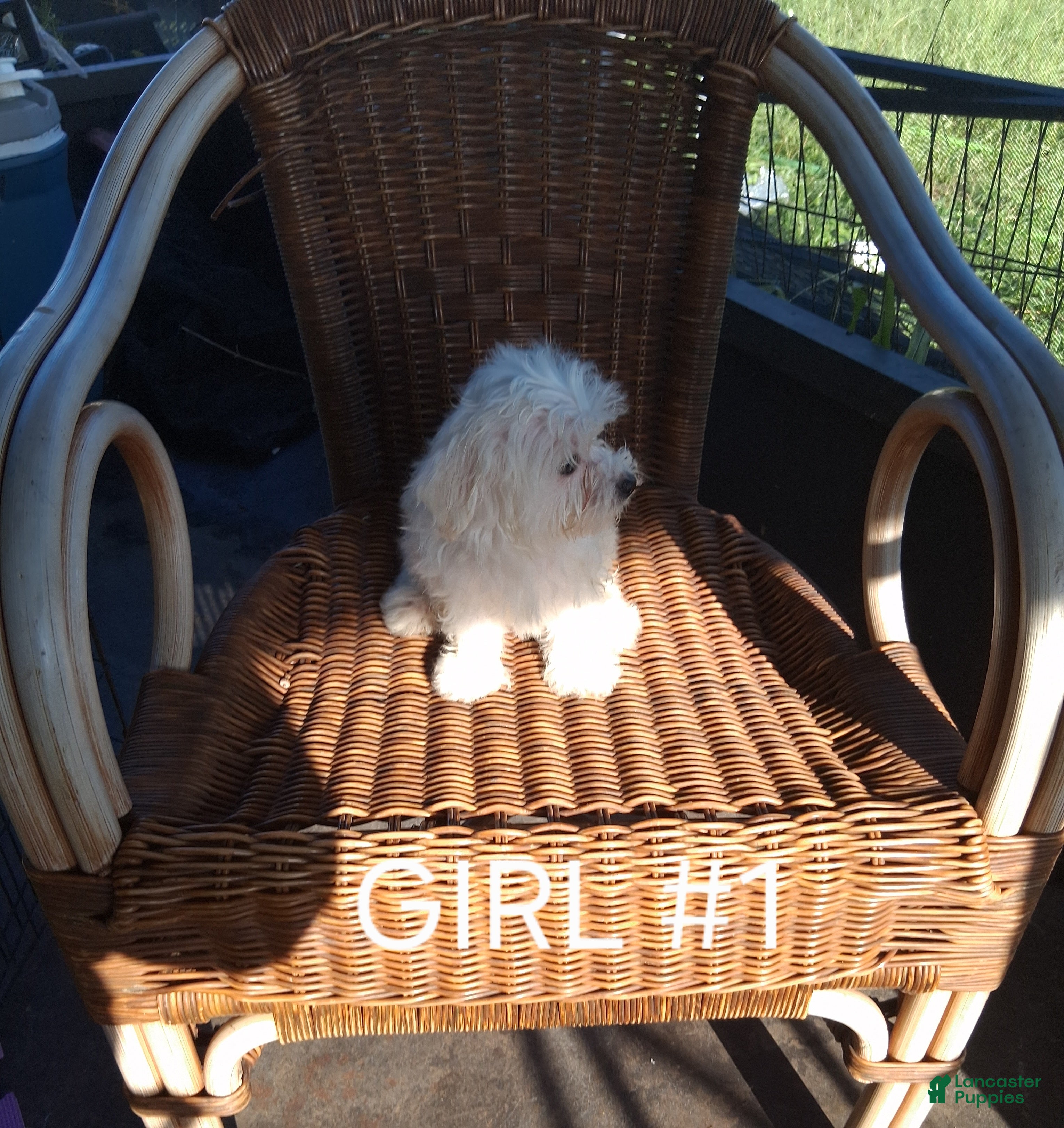Maltese dogs for sale: Maltese 3 - Ad 1