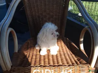 Maltese dogs Maltese 3 - Ad 1