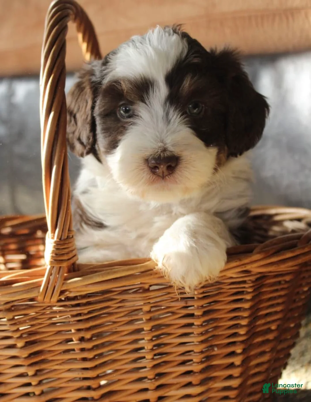 Gallery Image {{count}}