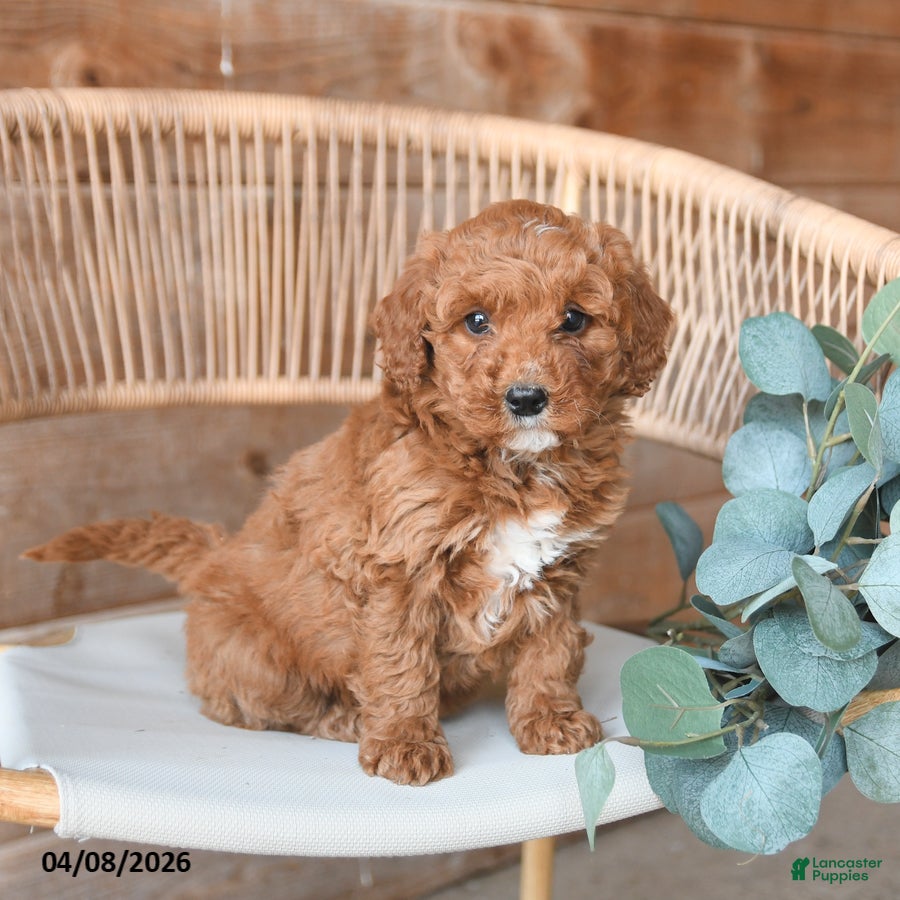 Mini Bernedoodle dogs Mocha - Ad 2