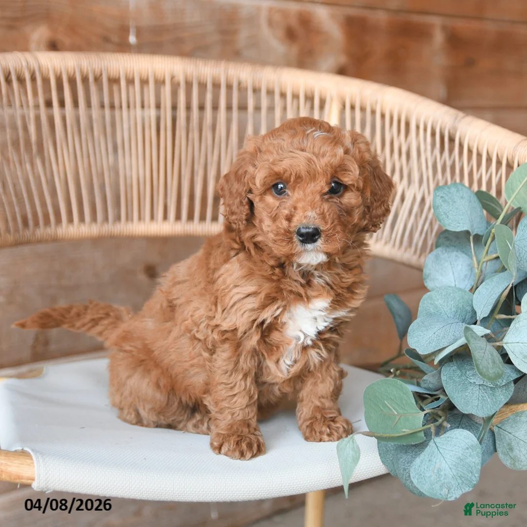 Mini Bernedoodle dogs for sale: Mocha - Ad 2