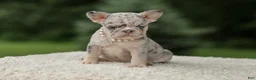 French Bulldog dogs for sale: Dahlia - Ad 6