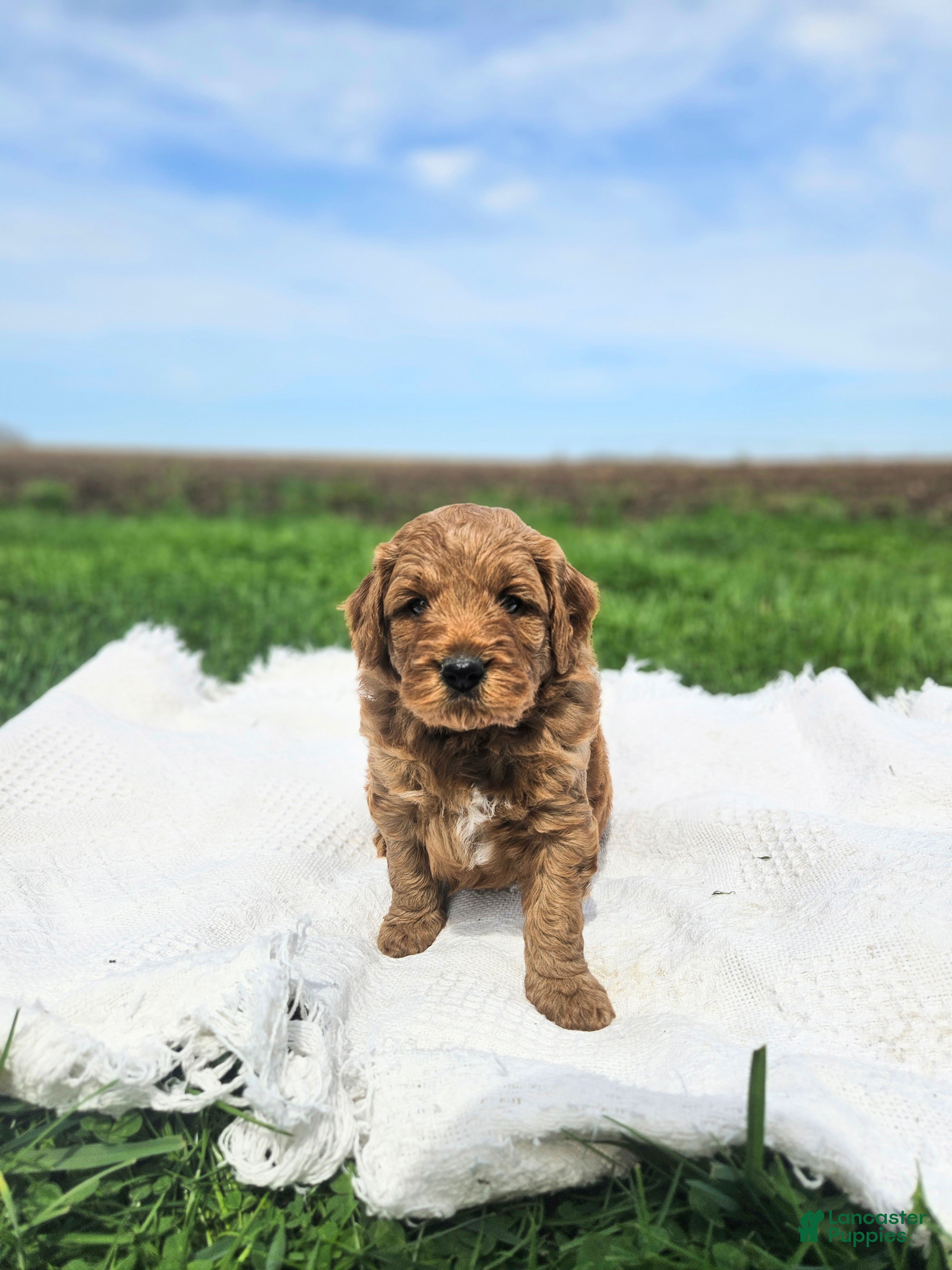 Mini Goldendoodle dogs Teddy - Ad 2